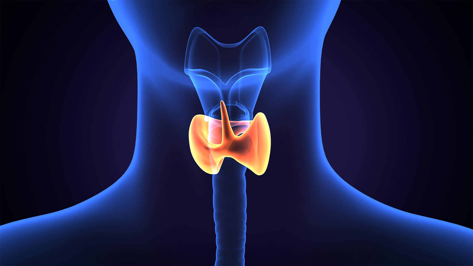 Endokrinoloji Diyabet Ve Metabolizma| Amerikan Tıp Merkezi